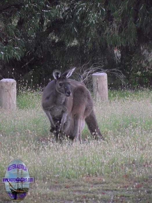 Western grey kangaroo with joey